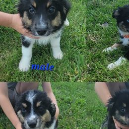 Toy Australian Shepherds from High Point Toy Aussies