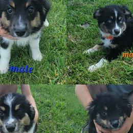 Toy Australian Shepherds from High Point Toy Aussies