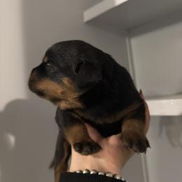 Girl two - Black and mahogany female Rottweiler puppy in Cleveland, Texas from Vom Haus Fantasy Rottweiler Kennel