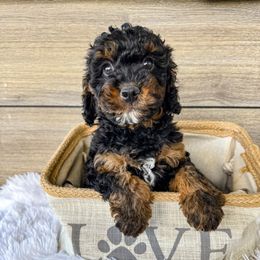 Heath - Black and tan male Cavapoo puppy in Dayton, Idaho from Rocky Ledge Puppies