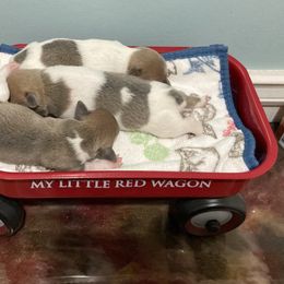 Blue fawn female 3 blanket back - Blue fawn and white female Teddy Roosevelt Terrier puppy in Russellville, Kentucky from Mud-E Acres Kennel