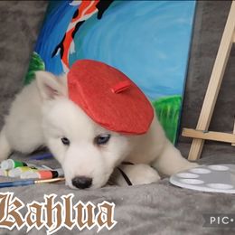 Kahlua - Tri-color Pomsky puppy in Spring Hill, Florida from Whitmore Wolfpack LLC