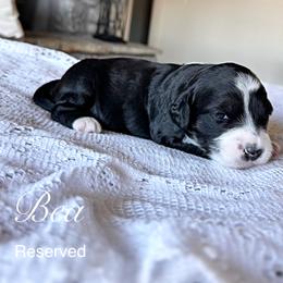 Bea - Tri-color female Bernedoodle puppy in Salina, Oklahoma from Hudson Shore Bernedoodles