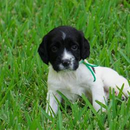 Green - Black and white male English Springer Spaniel puppy in Loris, South Carolina from Palmetto Springer Spaniels