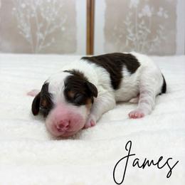 James - Brown and white male Bernedoodle puppy in Austin, Texas from Boutique Bernedoodles & Co.