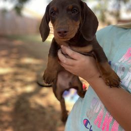 Dachshund Puppies from Yukon Mini Dachshunds
