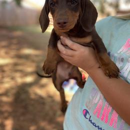 Dachshund Puppies from Yukon Mini Dachshunds