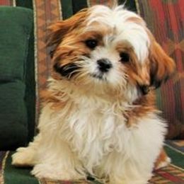Shih Tzu Puppies from CID Love