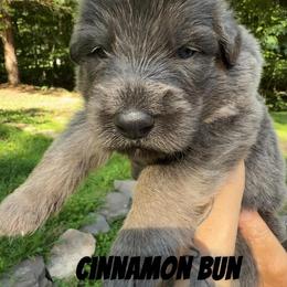 Cinnamon Roll - Blue male German Shepherd puppy in Fort Jennings, Ohio from Von Holtzapple German shepherds
