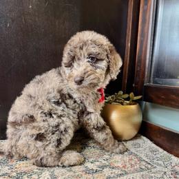 Huckleberry - Merle male Labradoodle puppy in Candler, North Carolina from Maple Bakin’ Doodles