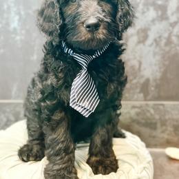 Elio - Phantom male Goldendoodle puppy in Pasco, Washington from Camp Doodle Woods