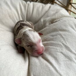 Carol - Red merle female Australian Shepherd puppy in Grants Pass, Oregon from Carmel Mountain Aussies