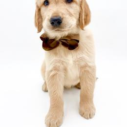 Clover - Golden male Golden Retriever puppy in Chicago, Illinois from Urbane Retrievers