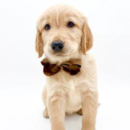 Clover - Golden male Golden Retriever puppy in Chicago, Illinois from Urbane Retrievers