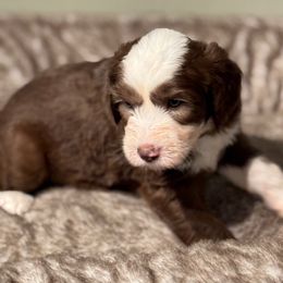 Grey boy - Brown and white male Sheepadoodle puppy in Riverside, California from Downtown Doodles & Frenchies