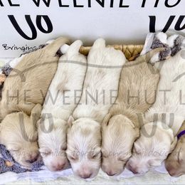 Dachshund puppies from The Weenie Hut