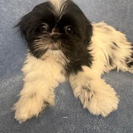 Oreo - Black and white male Shih Tzu puppy in Oak Park, California from Boodaboo Shih Tzu’s