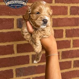 Reese - Red male Cockapoo puppy in Mobile, Alabama from Ace of Spades Yorkies