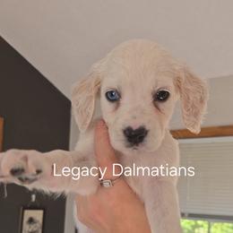 Honeybee - White and lemon female Dalmatian puppy in Janesville, Wisconsin from Legacy Dalmatians