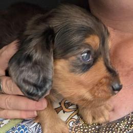 Emma's black and tan dapple boy longhair less white on chest - Dapple male Dachshund puppy in Declo, Idaho from Dozendachs