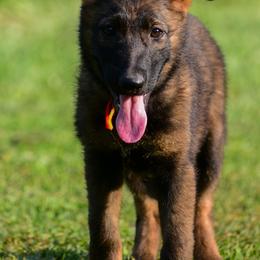 Legacy - Sable female German Shepherd puppy in Clarkrange, Tennessee from Vom Wolff