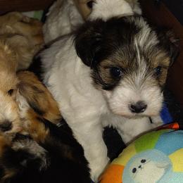 Bali - Parti female Miniature Schnauzer puppy in Florida from Central Florida Schnauzers