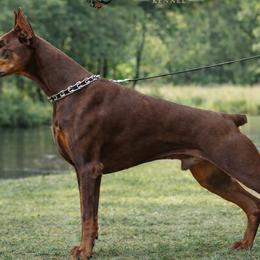 Doberman Pinschers from Storm Cloud Doberman
