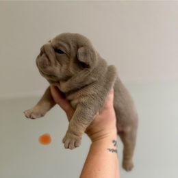DiNozzo - Lilac tri-color male Bulldog puppy in Hernando, Mississippi from Blues City Bulldogs