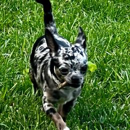 Geno - Chihuahua