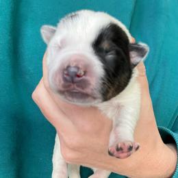 Boy 4 - Blue male Australian Cattle Dog puppy in Irvington, Kentucky from Dry Valley’s Australian Cattle Dogs