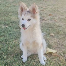 Rose - Tri-color female Pomsky puppy in West Sacramento, California from Northern Cali Pomskies