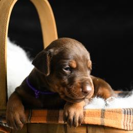 Roulette - Red and rust female Doberman Pinscher puppy in Overton, Texas from Obsidian Kennel