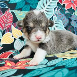 Poseidon - Gray and white male American Corgi puppy in Cocoa, Florida from Cascadian Space Coast Corgis LLC