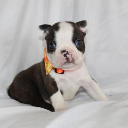 Smudge (New video) - Brindle and white male Boston Terrier puppy in Brooksville, Florida from I Love Pups