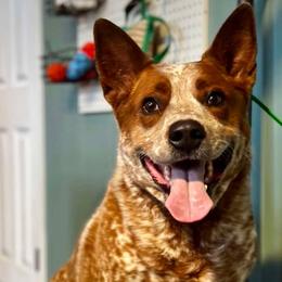 Australian Cattle Dog puppies from Flying D Kennels