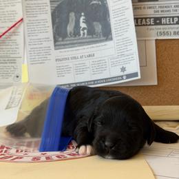 Motive - Black male Australian Labradoodle puppy in Valley Springs, California from Blue Denim Doodles