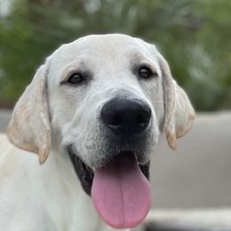 Bolt - Labrador Retriever