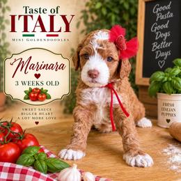 Marinara - Red  female Goldendoodle puppy in Miami, Florida from Jade’s Paws & Co. Of Miami LLC