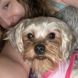Maltese, Maltipoos, Poodles, Yorkipoos, and Yorkshire Terriers from Cudi’s Buddies