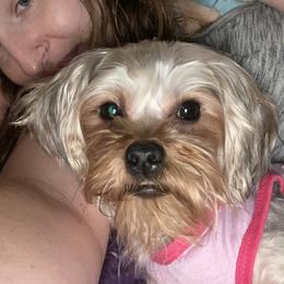 Maltese, Maltipoos, Poodles, Yorkipoos, and Yorkshire Terriers from Cudi’s Buddies