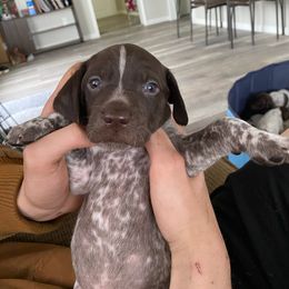 Oliver - Liver and white German Shorthaired Pointer puppy in Corcoran, California from Hidden Valley Kennels