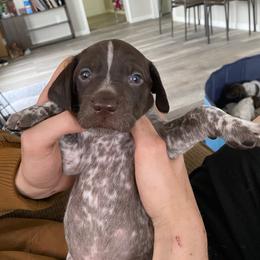 Oliver - Liver and white German Shorthaired Pointer puppy in Corcoran, California from Hidden Valley Kennels