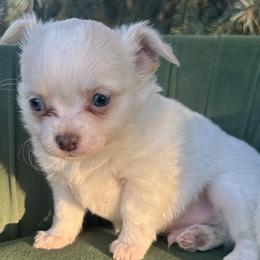 Theordore - Cream and white male Chihuahua puppy in Northboro, Iowa from So Sweet Chihuahuas