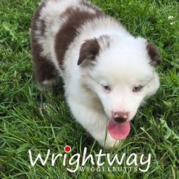 Petey - Red merle male Miniature Australian Shepherd puppy in Dowagiac, Michigan from Wrightway Wigglebutts