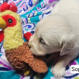 Sophie Boy 1 - Light golden male Golden Retriever puppy in Niles, Michigan from Composer Goldens