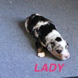 Lady-on hold - Blue merle female Miniature Australian Shepherd puppy in Fort Smith, Arkansas from Rye Hill Aussies