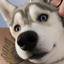 Siberian Huskies from Curatolo Kennels