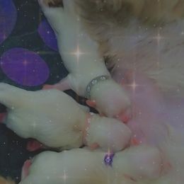 Maltese, Maltipoo, and Poodle Puppies from Mias Bayou Puppies, LLC