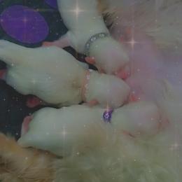 Maltese, Maltipoo, and Poodle Puppies from Mias Bayou Puppies, LLC