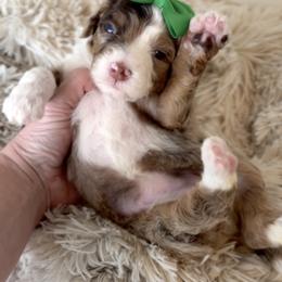 Bernedoodle, Cavapoo, and Goldendoodle Puppies from Blackberry Farm Puppies